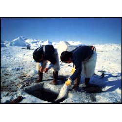 Isfjordsfiskeri efter Hellefisk - Grnlands Post 30/91 - Brugt