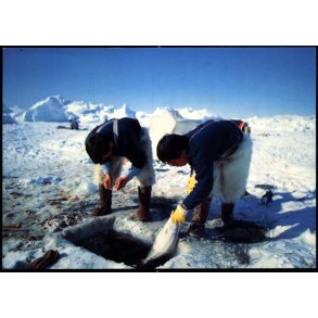 Isfjordsfiskeri efter Hellefisk - Grnlands Post 30/91 - Brugt