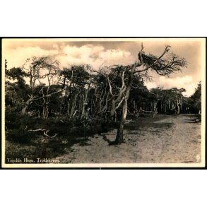 Tisvilde Hegn - Troldeskoven - Stationskiosken 108 - Ubrugt