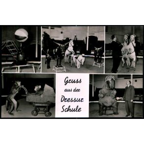 Gruss aus der Dressur Schule - Fotokort u/n - Ubrugt