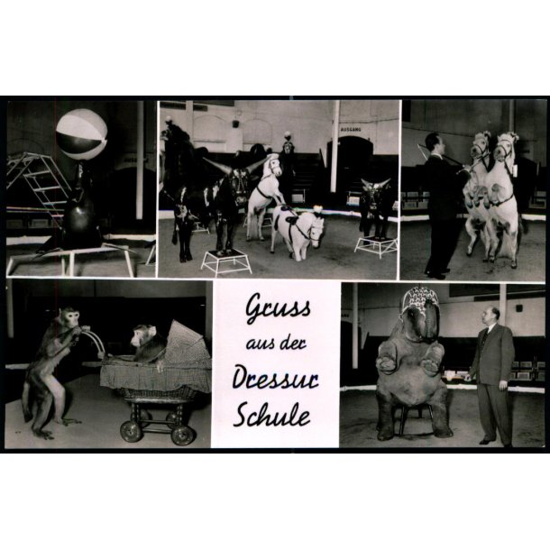 Gruss aus der Dressur Schule - Fotokort u/n - Ubrugt