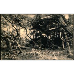 Troldeskoven - Tisvilde Hegn - A. Jensens Bogh. u/n - Ubrugt