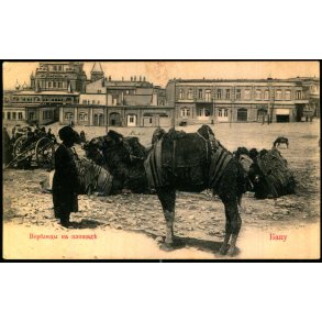 Baku - (Aserbajdsjan) - Kameler p� Torvet - Ubrugt
