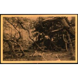 Troldeskoven - Tisvilde Hegn - A. Jensens Bogh. 1275 - Ubrugt