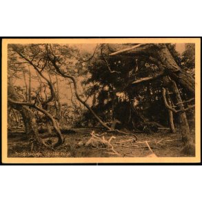 Troldeskoven - Tisvilde Hegn - A. Jensens Bogh. 1275 - Ubrugt