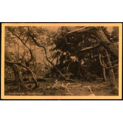 Troldeskoven - Tisvilde Hegn - A. Jensens Bogh. 1275 - Brugt
