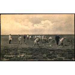 Hedeopdyrkning ved Gedhus - J. Jacobsens Bogh. 3556 - Brugt