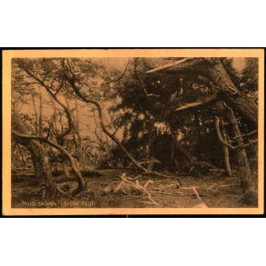 Troldeskoven - Tisvilde Hegn - A. Jensens Bogh. 1275 - Ubrugt