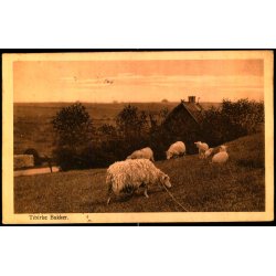 Tibirke Bakker - Alex Vincent 228 - Brugt