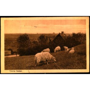 Tibirke Bakker - Alex Vincent 228 - Brugt