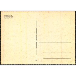 Lyngby Kirke - Rechnagels Bogh. u/n - Ubrugt