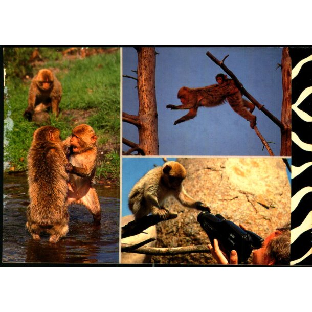 L�veparken Givskud - L� 59 - Ubrugt