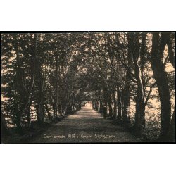 Den brede Alle`i Gram Slotspark - J.H. Westergaard 27361 - Ubrugt