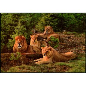 Vejle - Zoo - L�veparken   - Vejle Papir 12 - Brugt