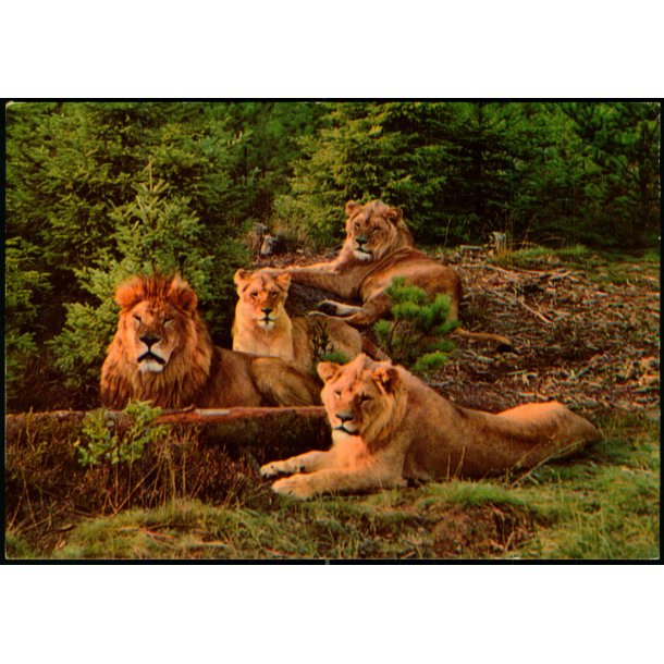 Vejle - Zoo - L�veparken   - Vejle Papir 12 - Brugt