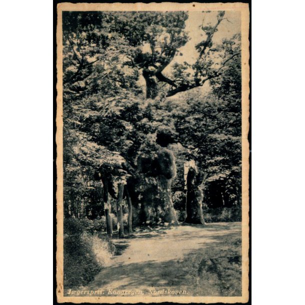 Jgerspris - Kongeegen - Nordskoven - Rudolf Olsen 4769 - Brugt