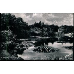 Esbjerg - Fra Vognsb�lparken - Stender Uden bagsidetryk - Ubrugt