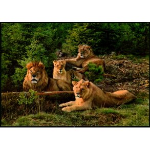 Vejle - Zoo - L�veparken   - Vejle Papir 12 - Ubrugt