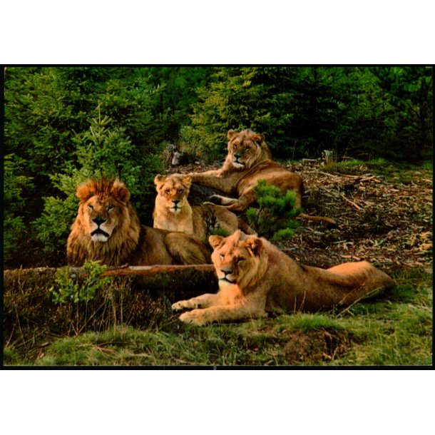 Vejle - Zoo - L�veparken   - Vejle Papir 12 - Ubrugt