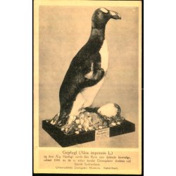 Gejrfugl - Universitetets Zoologiske Museum - Zoo Museum u/n - Ubrugt