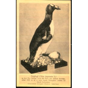 Gejrfugl - Universitetets Zoologiske Museum - Zoo Museum u/n - Ubrugt