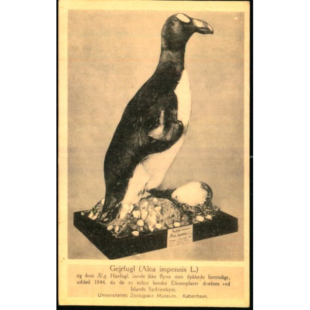 Gejrfugl - Universitetets Zoologiske Museum - Zoo Museum u/n - Ubrugt