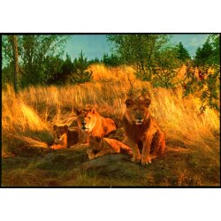 Vejle - Zoo - L�veparken   - Vejle Papir 5 - Ubrugt