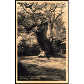 Jgerspris - Den ca. 900 aarige Storkeeg i Nordskoven - Rudolf Olsen 4569 - Ubrugt