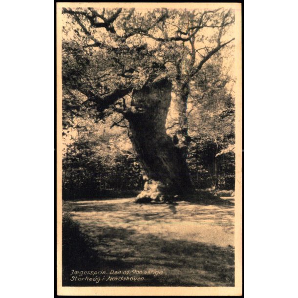 Jgerspris - Den ca. 900 aarige Storkeeg i Nordskoven - Rudolf Olsen 4569 - Ubrugt