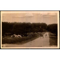 Klampenborg - Dyrehaven - Alex Vincent 76 - Brugt