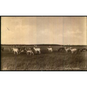 Parti fra Dyrehaven - Phillipson u/n - Brugt