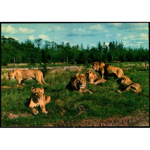 Vejle - Zoo - Lveparken   - Vejle Papir 11 - Ubrugt