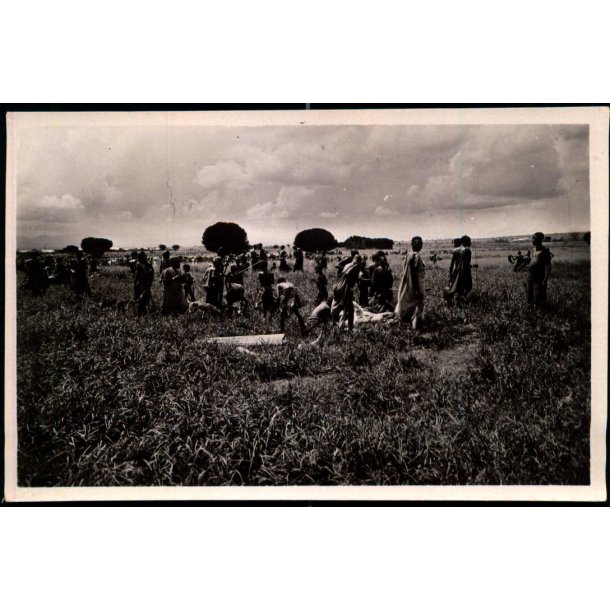 Congo Belge - Luvungi - abatage de betail - Fotokort 4 - 10 - Ubrugt