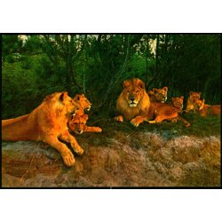 Vejle - Zoo - L�veparken   - Vejle Papir 3 - Ubrugt