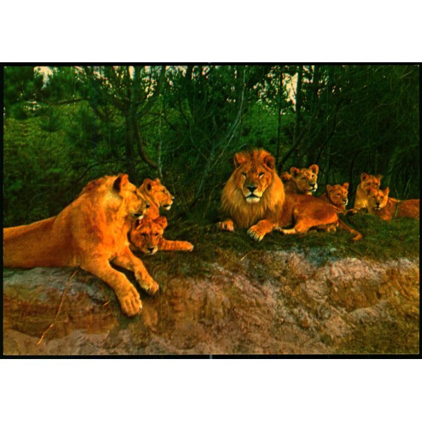 Vejle - Zoo - L�veparken   - Vejle Papir 3 - Ubrugt