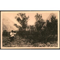 Grnland - Vegetation i Julianehaab Distrikt - Hjlp til Dvstumme u/n  - Ubrugt