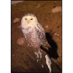 Sneugle - Grnlands Post 9/87 - Ubrugt