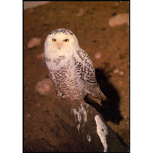 Sneugle - Grnlands Post 9/87 - Ubrugt