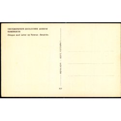 Kbenhavn - Universitetes Zoologiske Museum - Rota 857