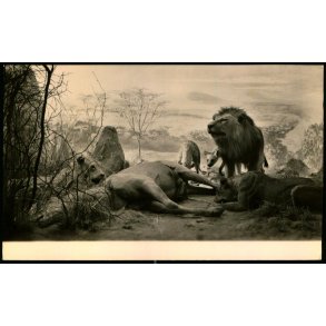 Kbenhavn - Universitetes Zoologiske Museum - Rota 857