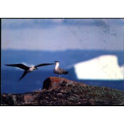 Lille Kjove - Grnlands Post 25/ 90 - Brugt