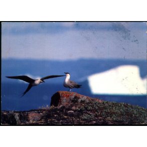 Lille Kjove - Grnlands Post 25/ 90 - Brugt