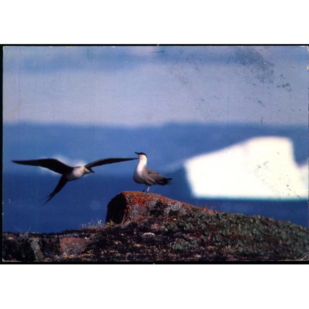 Lille Kjove - Grnlands Post 25/ 90 - Brugt