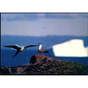 Lille Kjove - Grnlands Post 25/ 90 - Ubrugt