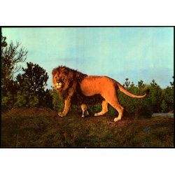 Vejle - Zoo - L�veparken   - Vejle Papir 14 - Ubrugt