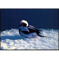 Havlit - Grnlands Post 16/ 89 - Ubrugt