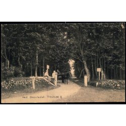 Tisvilde - Ved Skovleddet II - Albert Jensens Bogh. u/n - Ubrugt