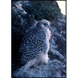 Jagtfalk - Grnlands Post 11/ 88 - Ubrugt