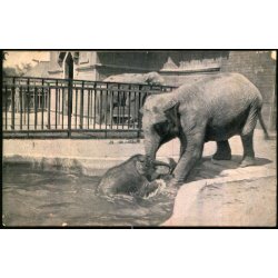 Zoologisk Have i Kbenhavn - Ellen redder lille Kasper - Zoo 1908  - Brugt - Svagt hjrne !
