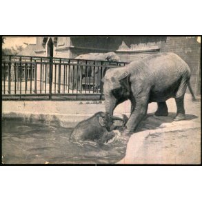 Zoologisk Have i Kbenhavn - Ellen redder lille Kasper - Zoo 1908  - Brugt - Svagt hjrne !